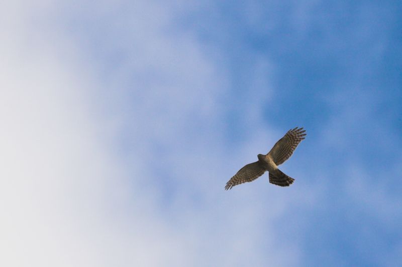 Adler