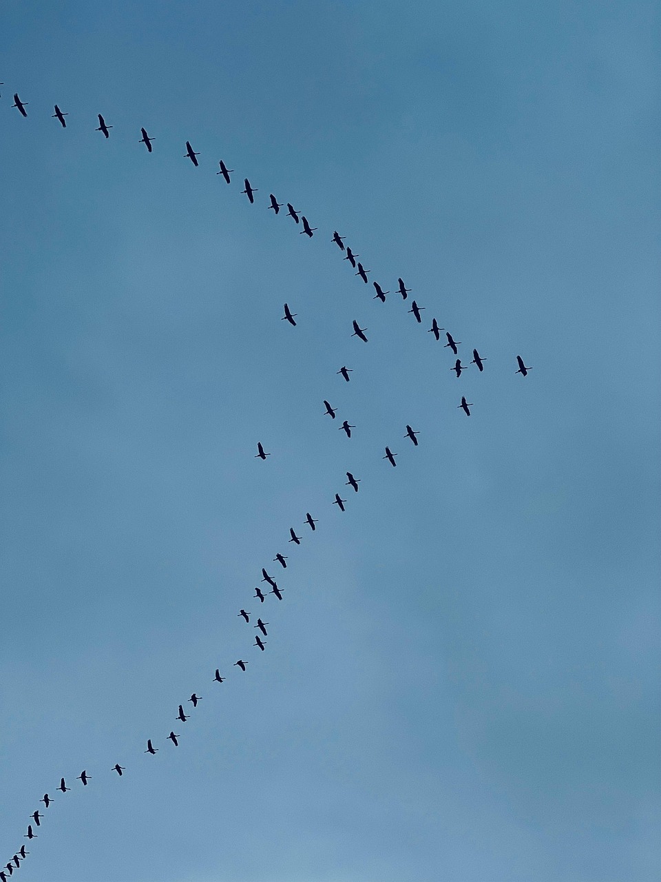 Zugvögel am Himmel Zugvögel am Himmel