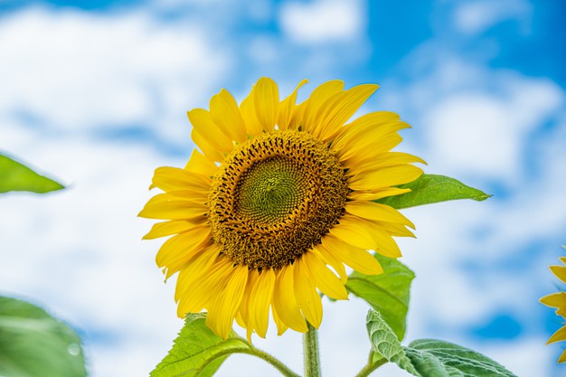 Sonnenblume Sonnenblume