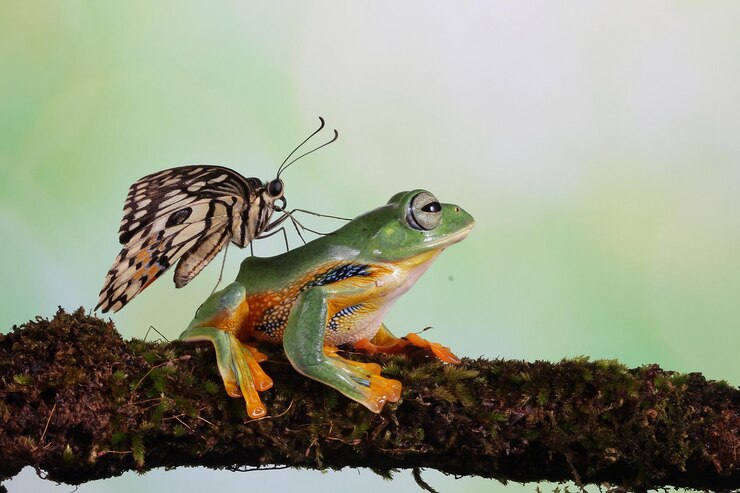 Schmetterling sitzt auf Frosch Schmetterling sitzt auf Frosch