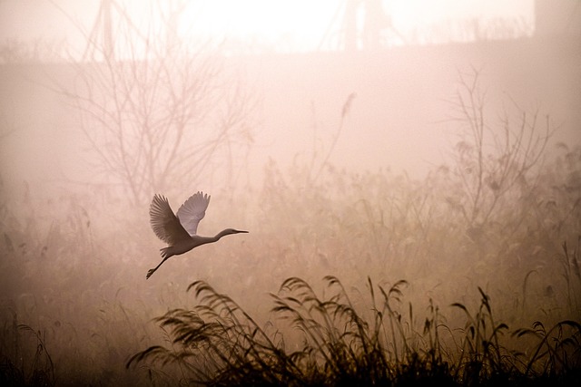 fliegender Kranich im Nebel fliegender Kranich im Nebel