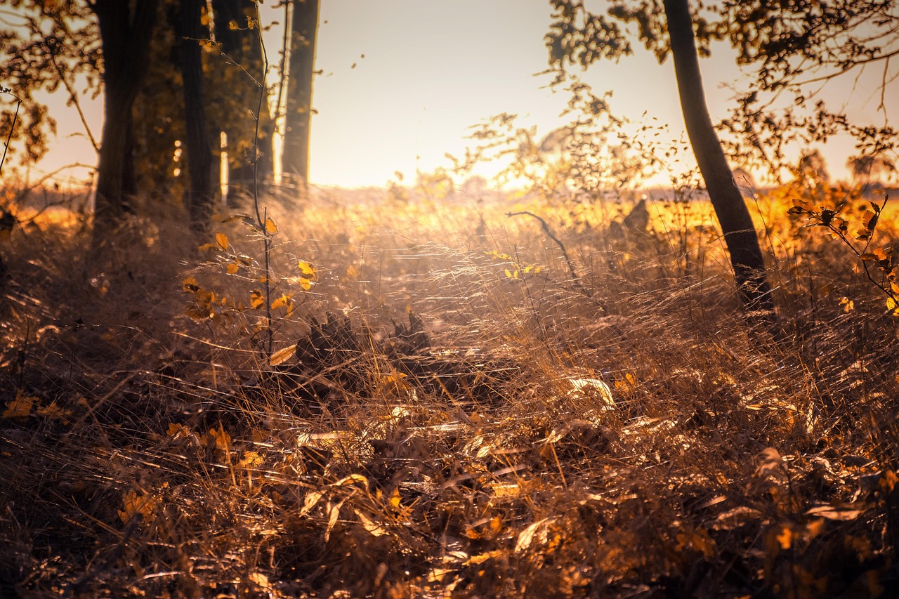 Waldlichtung im Spätsommer