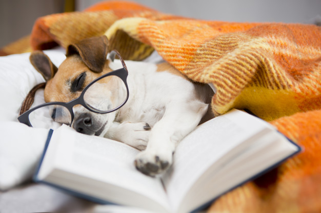 Schlafender Hund Schlafender Hund