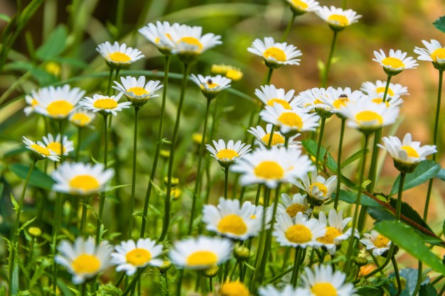Gänseblümchen Gänseblümchen