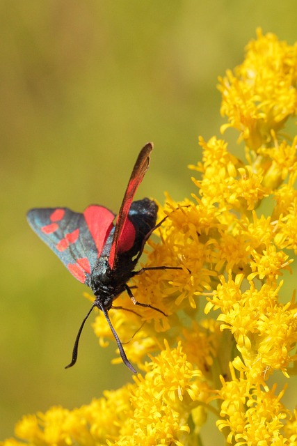 Goldrute mit Schmetterling Goldrute mit Schmetterling