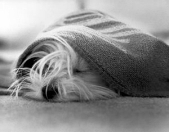 Hund mit Decke Hund mit Decke