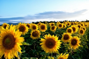 Sonnenblumenfeld Sonnenblumenfeld